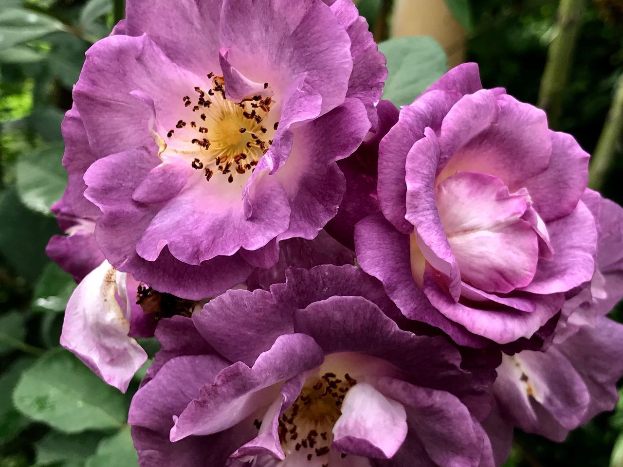 CLOSE-UP OF PINK FLOWERS