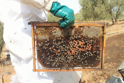 High angle view of bee on farm