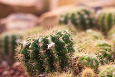 Close-up of succulent plant