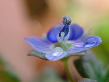 Close-up of purple flower