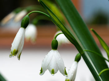 Close-up of white flowering plant