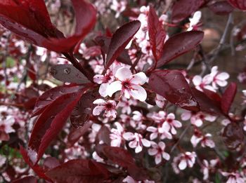 Close-up of pink cherry blossoms