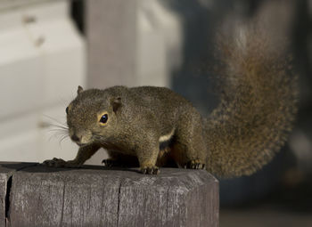 Squirrel on tree trunk