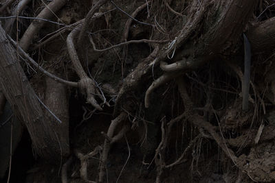 Close-up of tree roots in forest