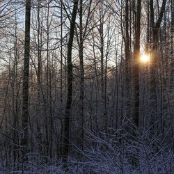 Sun shining through bare trees