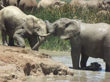View of elephant in shallow water