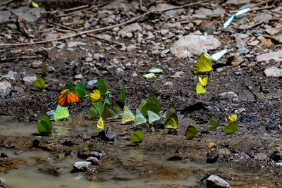 High angle view of plants growing on field