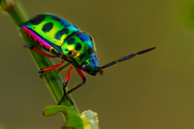 Close-up of insect