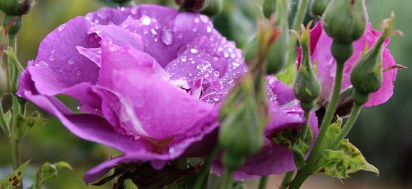 Close-up of wet purple flowering plants