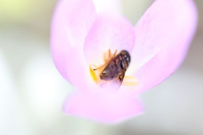 Close-up of bee pollinating on pink flower