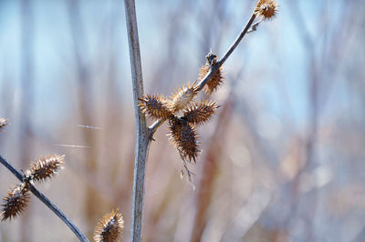 Close-up of cocklebur during winter