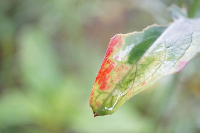 Close-up of leaves