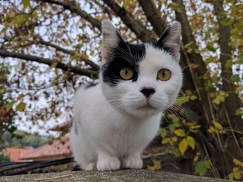 Portrait of cat sitting outdoors