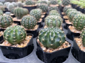 High angle view of succulent plant