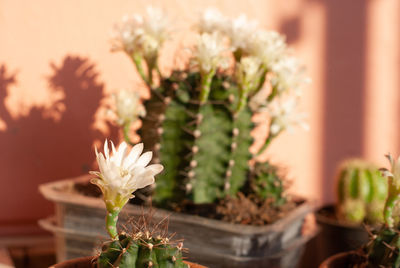 Close-up of potted plant