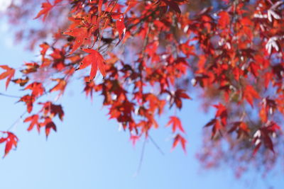 Low angle view of maple leaves on tree