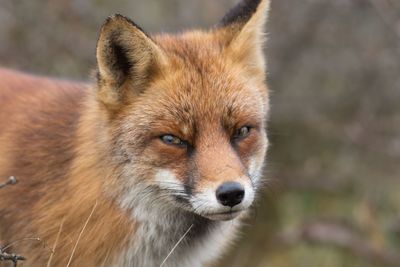 Close-up of an animal