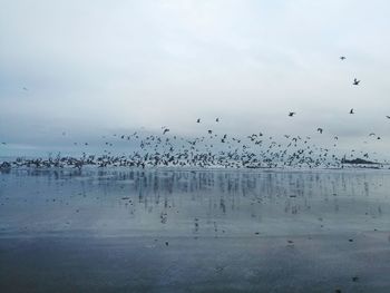 Flock of birds flying over water against sky