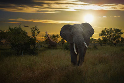 View of elephant on field during sunset