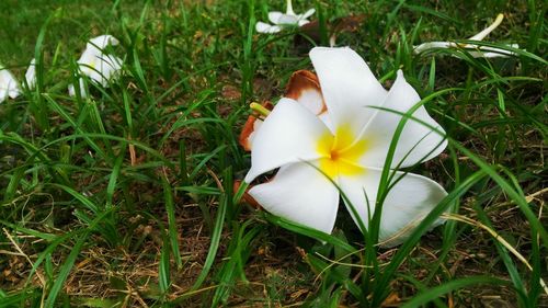 Close-up of white flowers growing in field