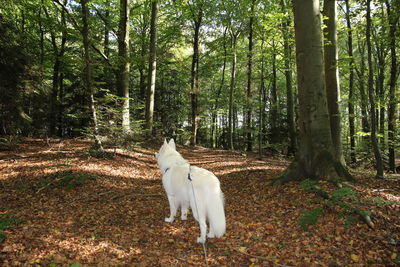 White dog in forest