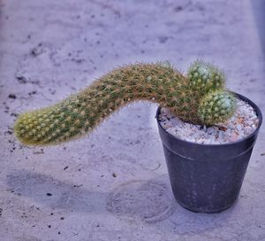 High angle view of succulent plant on table