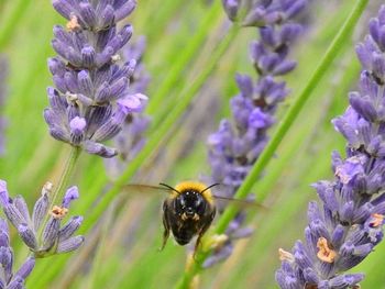 Close-up of honey bee on purple flowers