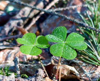 Close-up of leaves
