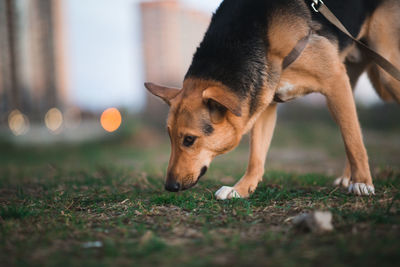 Close-up of dog on field