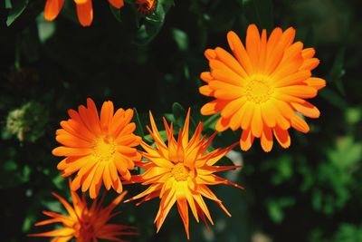 Close-up of yellow flowers blooming outdoors