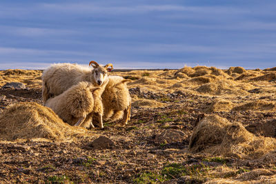 Sheep in a field