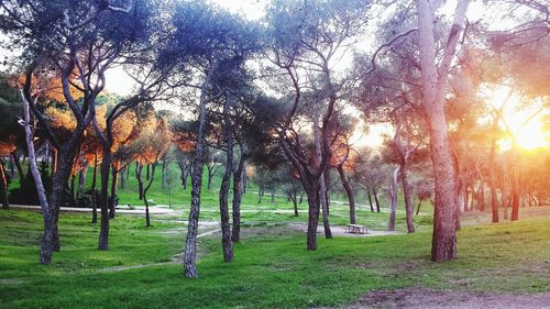 Trees on grassy field