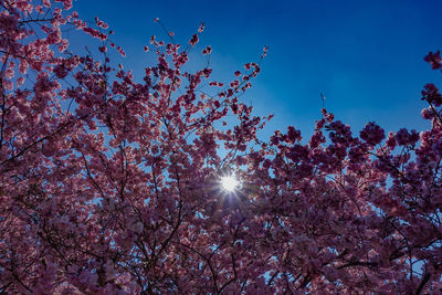 Low angle view of cherry tree against blue sky