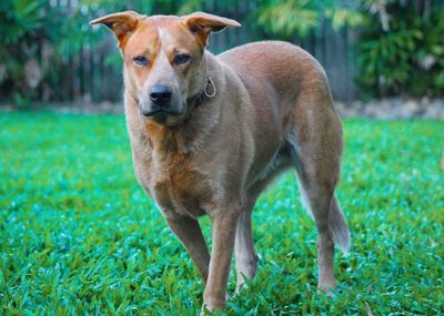 Portrait of black dog on grassy field