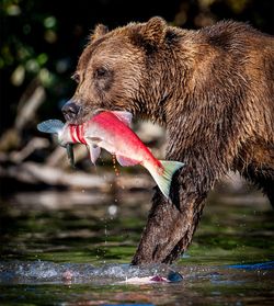 Side view of grizzly bear walking in lake