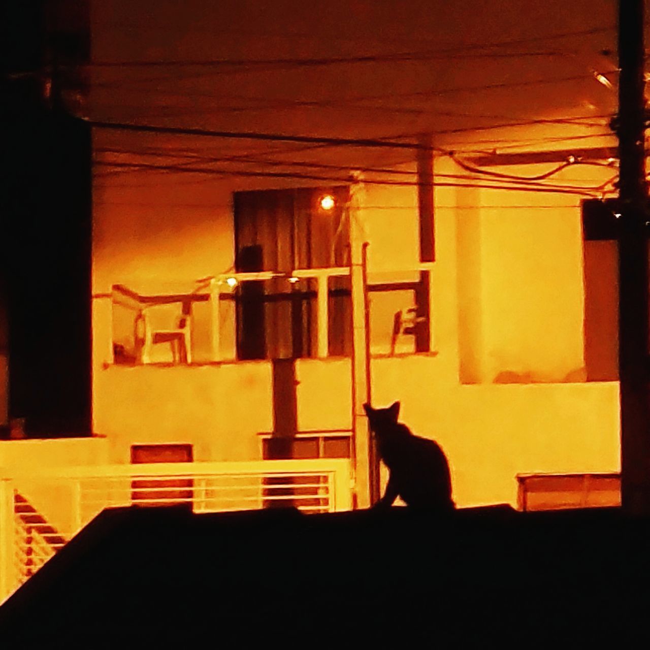 CAT SITTING IN ILLUMINATED LAMP