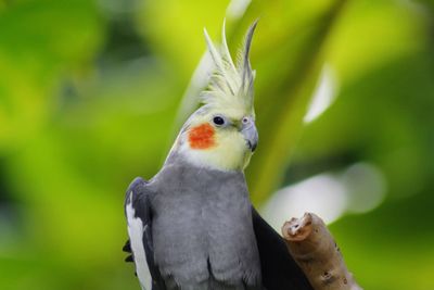 Close-up of parrot perching on plant