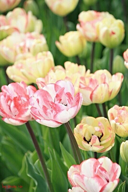 flower, freshness, petal, fragility, pink color, flower head, beauty in nature, growth, close-up, focus on foreground, nature, blooming, plant, rose - flower, park - man made space, pink, bud, day, leaf, no people