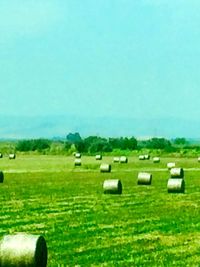 Scenic view of grassy field against clear sky