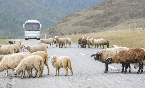 Sheep grazing on field