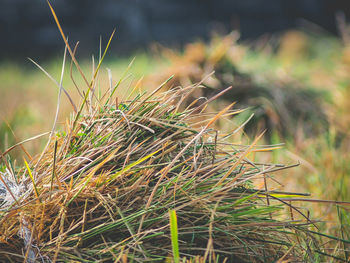 Close-up of grass growing in field