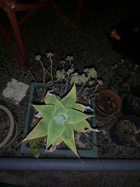 High angle view of potted plant on field