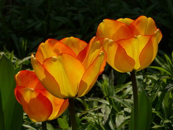 Close-up of yellow flowering plant on field