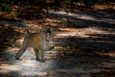 Curious monkey observing an green apple