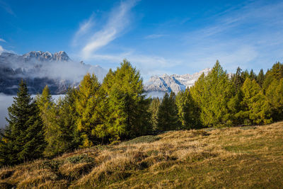 Sunrise with larches and in the background dolomites peaks among fog and clouds