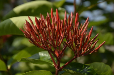 Close-up of red flowering plant