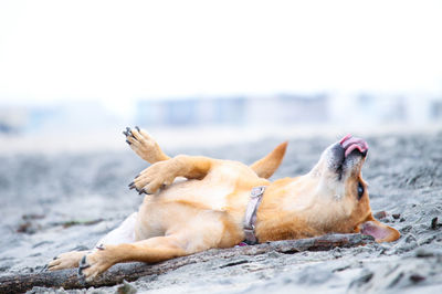 Close-up of dog relaxing outdoors