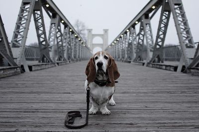 Dog on bridge