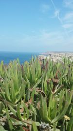 Close-up of plants by sea against sky