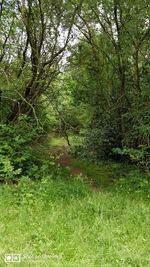 Scenic view of forest